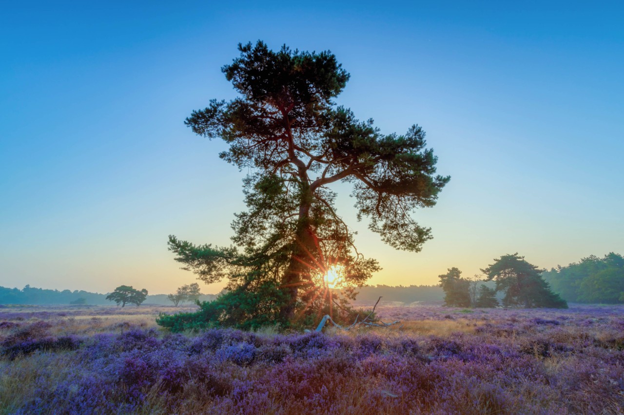 grote boom bij zonsondergang op de hei