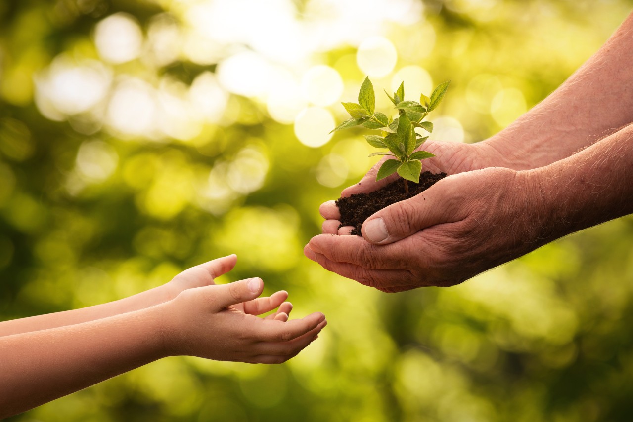 Close up of senior hands giving small plant to a child over defocused green background with copy space